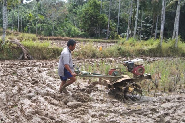 Tanah Berlumpur: Mitos atau Metode? Mengungkap Rahasia Penggenangan Sawah dalam Budidaya Padi