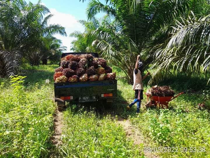 Harga TBS Tertinggi di GSS, Terendah di SAPTA