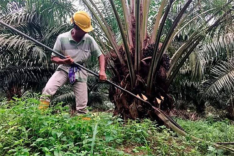 Pemerintah Riau Dorong Pelaku Usaha Sawit Ramah Lingkungan dengan ISPO