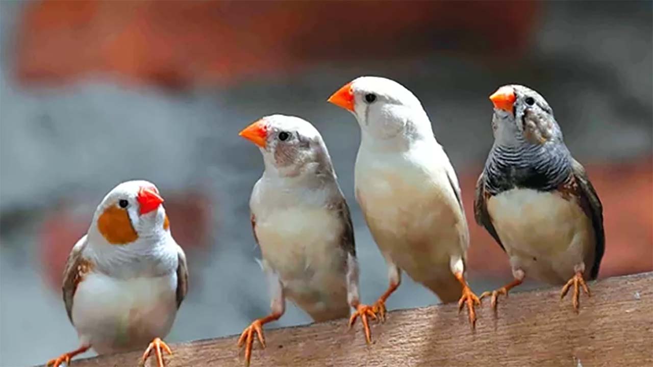 Harus Waspada! Inilah Berbagai Predator Burung Pipit Zebra Finch 