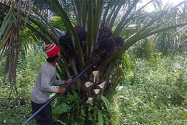 Katanya Ada Kebun Sawit Rajin Dipupuk Tapi, Manfaat Jenis Pupuk Belum Paham, Ini Ciri Sawit Kurang Pupuk