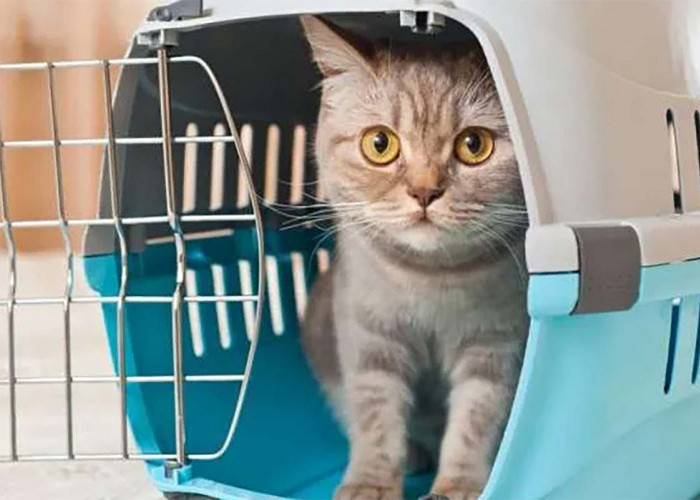 Anti Ribet dan Rewel! Ini Tips Mudik Membawa Peliharaan Kucing, Dijamin Tenang Selama Perjalanan