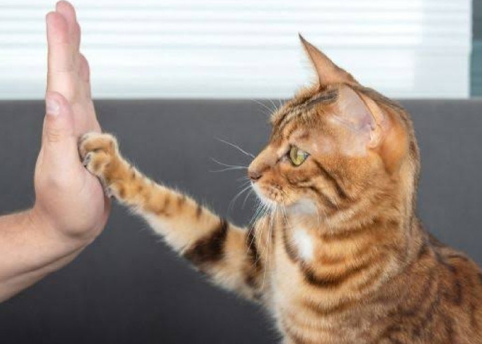 5 Alasan Mengapa Kucing Suka Menggigit dan Mencakar Majikannya