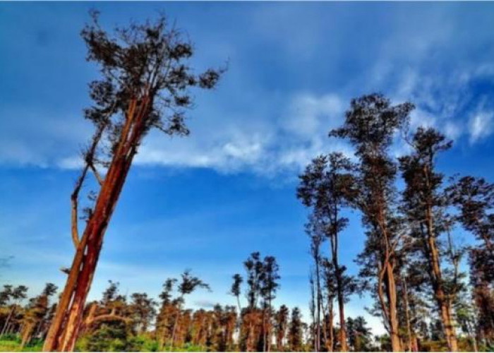 Kisah Menarik pohon Gutta percha dan lempeng 'Tjipetir' 