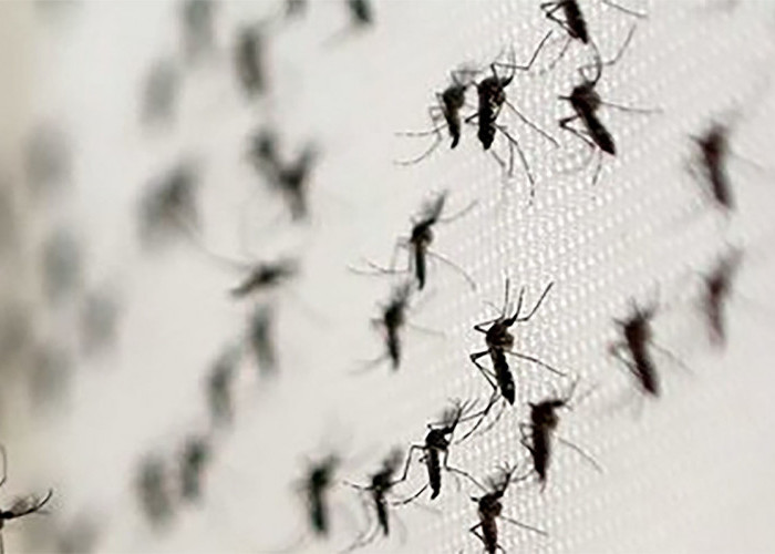 Warga Resah, Populasi Nyamuk Meningkat Drastis, Ini Dugaan Penyebabnya