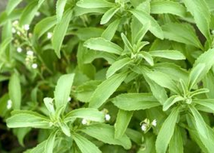 Stevia Pemanis Alami Mencapai 7 Ton per Hektar
