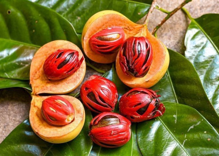 Buah Pala dalam Kuliner: Tambahkan Aroma Khas pada Masakan dan Minuman!