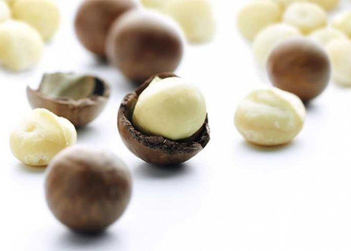 Kacang Macadamia: Investasi Kesehatan yang Menguntungkan, Nikmati Kelezatan dan Manfaatnya!