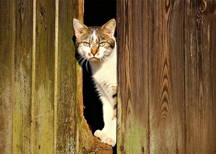 4 Alasan Kenapa Kucing Kesayanganmu Suka Kabur dari Rumah, Merasa Tidak Nyaman?