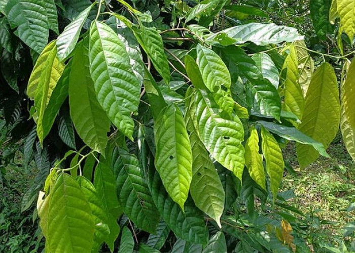 Berbagai Manfaat Daun Kakao Bagi Lingkungan Hingga Kesehatan