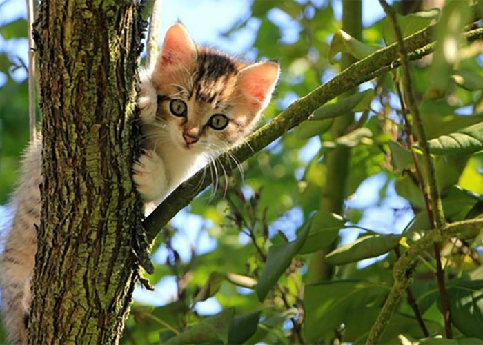 Bukan Ikan, Ternyata Ini Makanan Kucing di Alam Liar