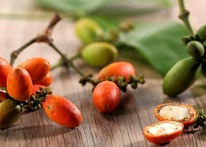 Yuk Simak! Inilah Manfaat Buah Melinjo Bagi Kesehatan, Bisa Meningkatkan Kesehatan Otak dan Saraf