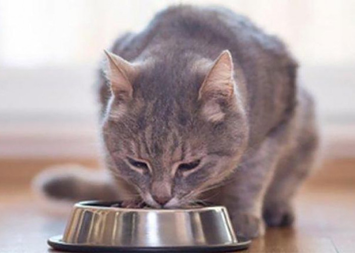 4 Makanan yang Tidak Boleh Diberikan Pada Kucing Peliharaan, No 4 Sering Diberikan