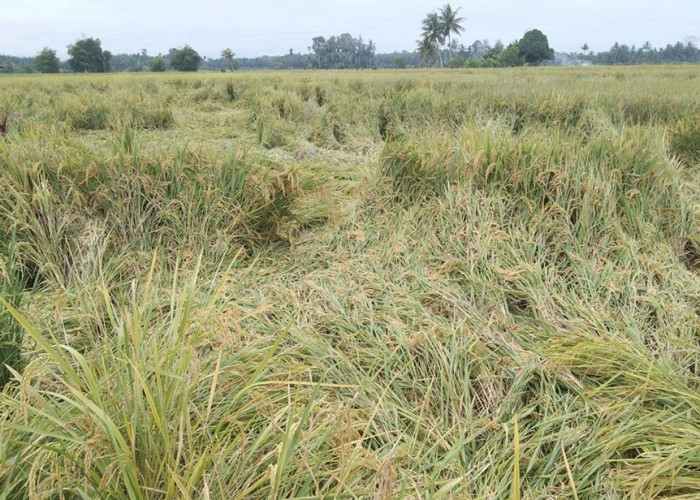 Cuaca Ekstream, Tanaman Padi di Kecamatan Lubuk Pinang Mulai Roboh