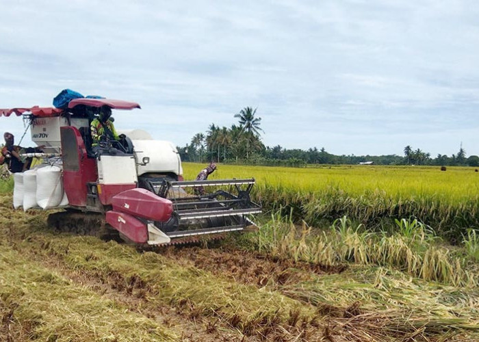 Petani DI Manjuto Kanan Mulai Panen Padi, Harga Gabah Tembus Rp 7 ribu Per Kg