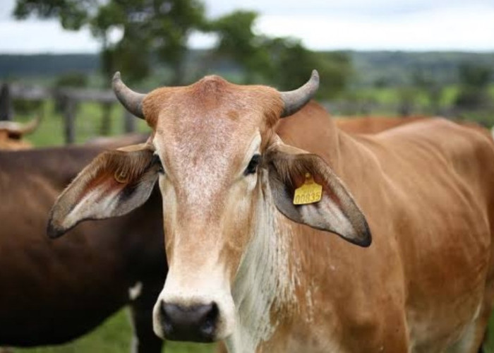 Berikut Sejarah Qurban dan Waktu Pelaksanaan Serta Syarat Orang Yang Berqurban