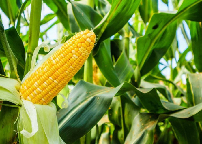 Produksi Jagung Meningkat, Pengumpul Mulai Menjamur, Harga Tidak Boleh Kendor