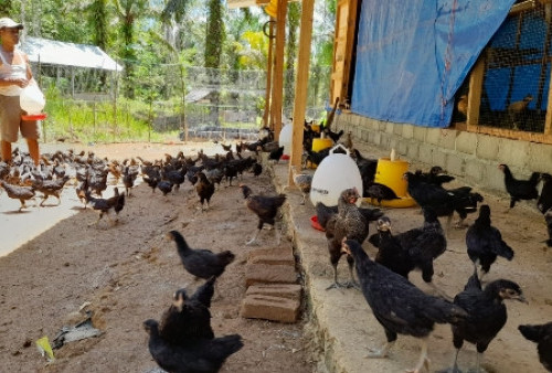 ﻿Penerima Bantuan Ayam Kewalahan Cari Pakan