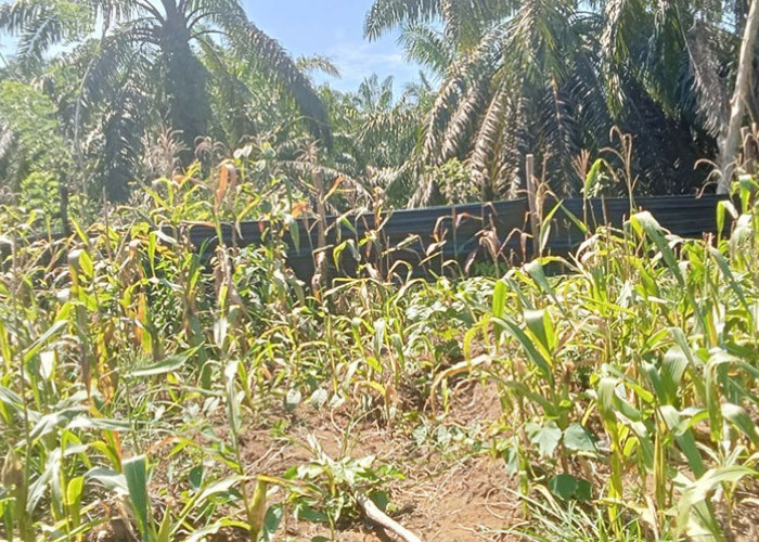 Hasil Panen Jagung Sadesahe Desa Manjuto Jaya Hanya Dua Kuintal