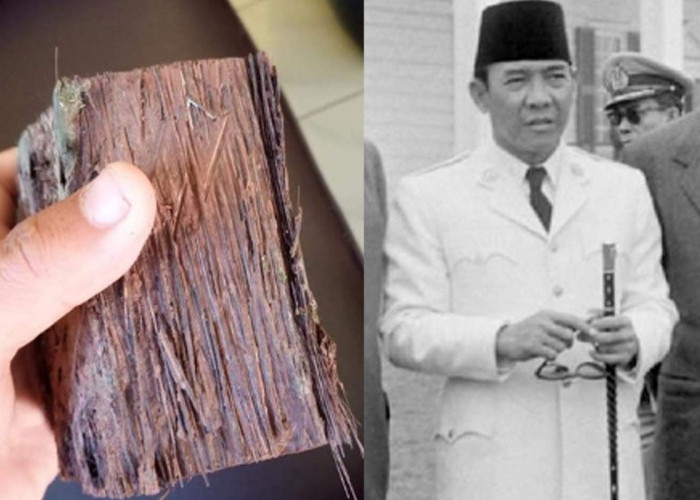 8 Fakta Menarik Kayu Pucang Kalak yang Jadi Bahan Tongkat Presiden Soekarno