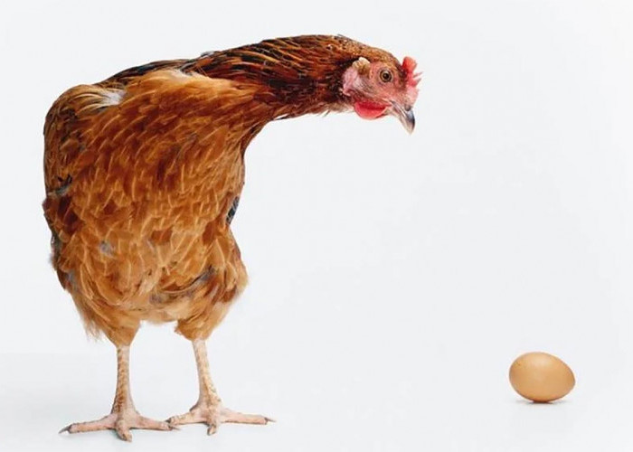 Pertanyaan 'Duluan Ayam atau Telur' Sudah Terjawab, Versi Abu Nawas dan Menurut Para Ilmuan