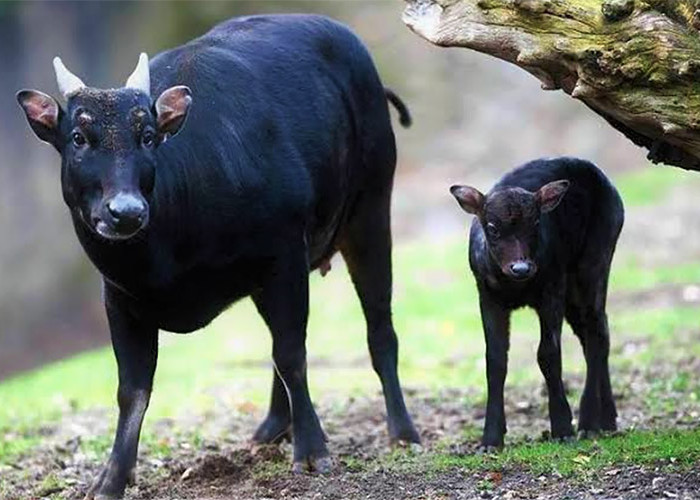 Mengenal Hewan Anoa, Hewan Khas Sulawesi Tenggara yang Hampir Punah