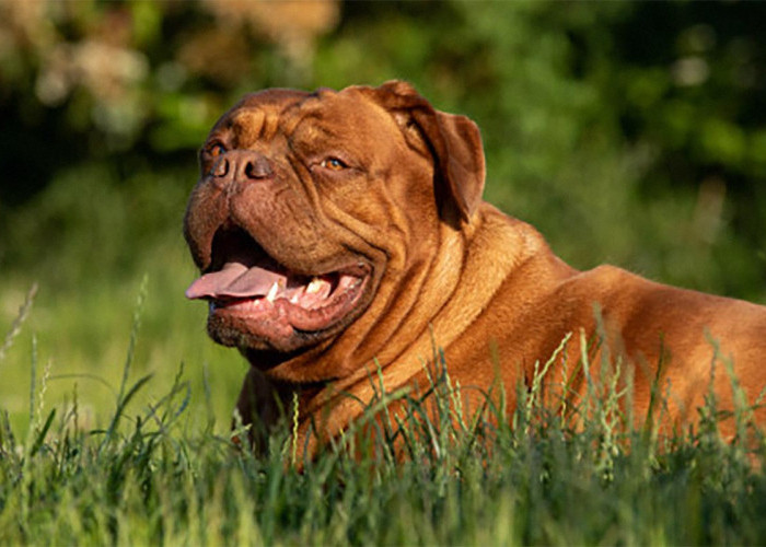 Inilah Anjing Hulk Berjenis Dogue de Bordeaux Milik Lionel Messi, Harganya Fantastis!