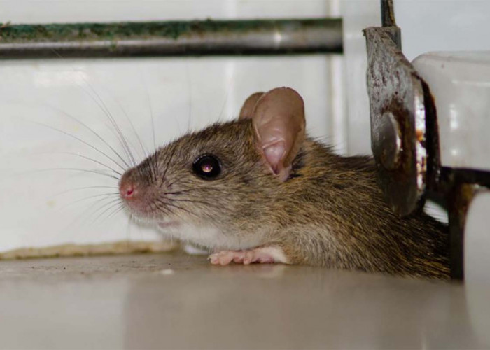 5 Cara Jitu Usir Tikus, No 2 Lebih Modern dan Ampuh Tikus Kabur Tidak Berani Kembali Lagi 