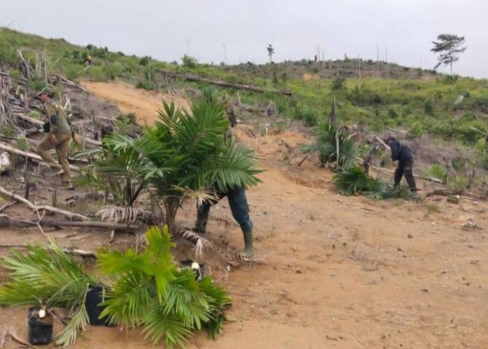 Diusir Dari HPT, Perusahaan Sawit Di Mukomuko Harus Fasilitasi Plasma Untuk Warga