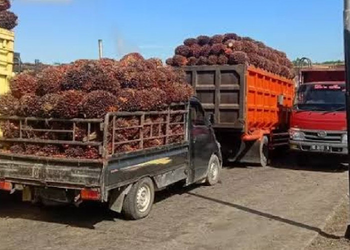 Harga TBS di Mukomuko Masih Rendah, Tertinggi di Pabrik Hanya Rp 2.660 per-Kg