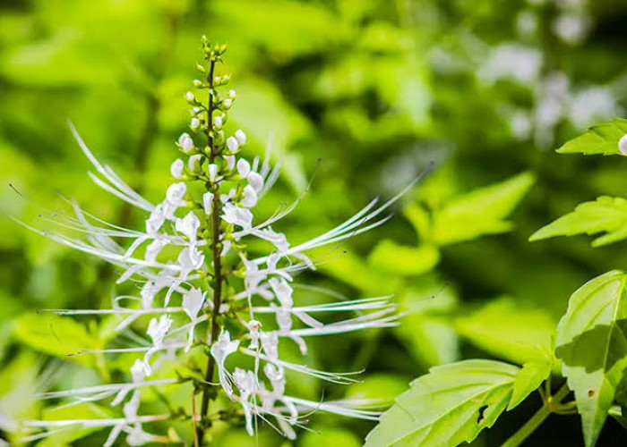 Obat Herbal yang Dipercaya Membantu Mengatasi Urine Berbusa