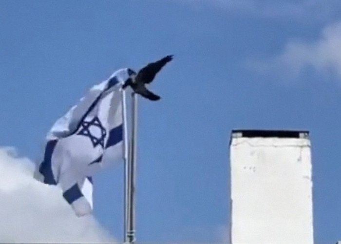 Viral, Bendera Negara Israel Diturunkan oleh Seekor Burung, Begini Tanggapan Warga Net