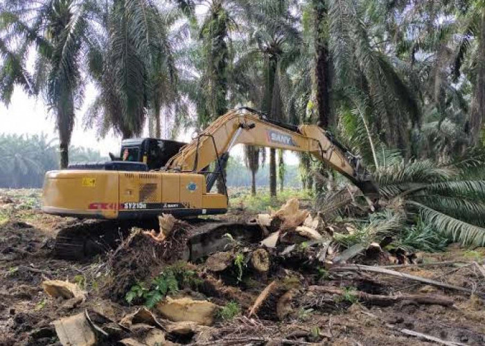 Subsidi Replanting Sawit Petani Rp 60 Juta Satu Haktare, Ini Peruntukannya