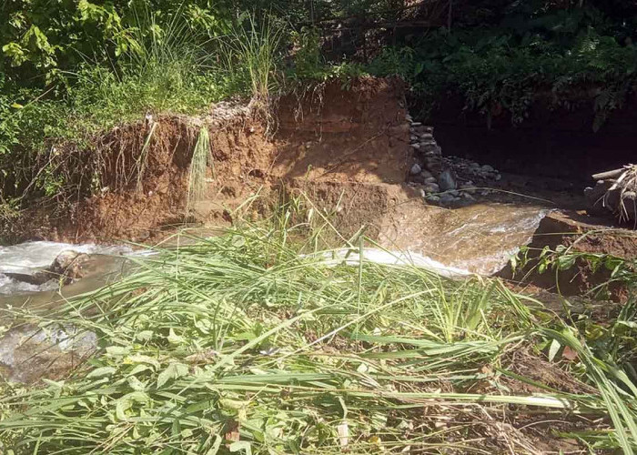 Irigasi Jebol, Ratusan Hektare Sawah di Selagan Raya Mukomuko Terancam 