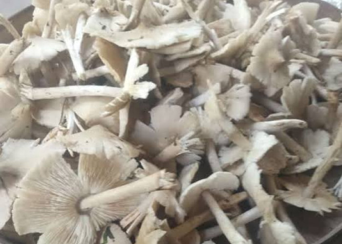 Tiga Jenis Jamur Hutan yang Aman Dikonsumsi dan Tidak Menimbulkan Efek Mabuk