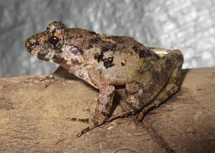 Banyak yang Belum Paham, Ini Perbedaan Katak dan Kodok