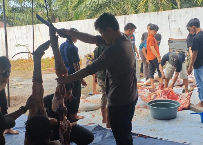 Pejabat Hingga Staf Kejaksaan Mukomuko Berkurban 2 Ekor Sapi