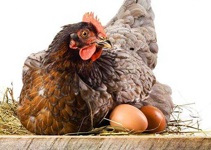 Jawabannya Sudah Jelas 'Ayam Duluan Dari Pada Telur' Tak Terbantah Lagi