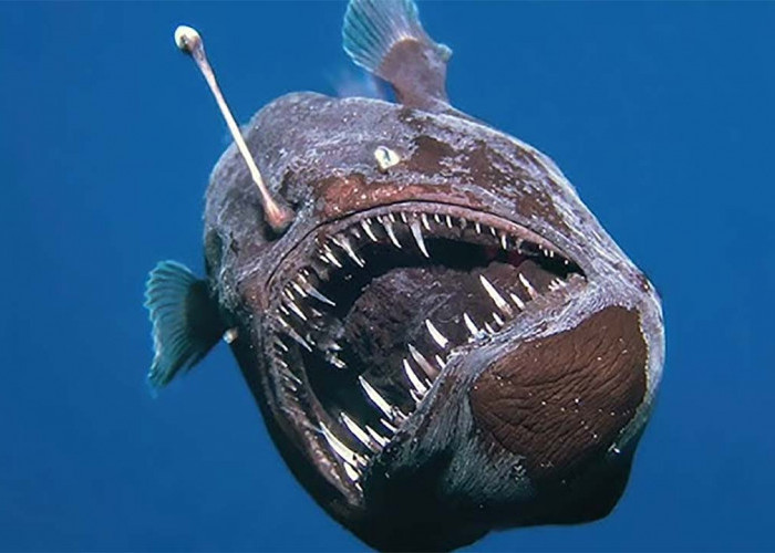 Apa Itu Ikan Anglerfish? Hewan Misterius yang Menghebohkan Sosial Media