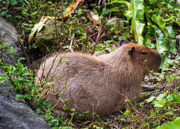 Beda dengan Hewan Lainnya, Begini Cara Capybara Bertahan Hidup dari Serangan Predator