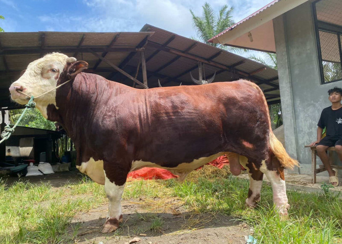 Sapi Kurban Prabowo Untuk Mukomuko, Berat 1,3 Ton Dengan Harga Rp 99.500.000