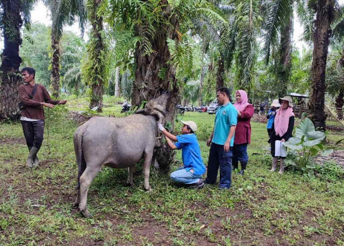 Penyakit Ngorok (SE) Serang Ternak di Mukomuko, Ratusan Ekor Ternak Warga Ditemukan Mati