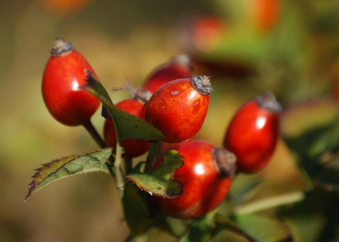 Sering Dianggap Tak Berguna, Ternyata Buah Rosehip Punya Banyak Manfaat Lhoo! Ini Manfaatnya