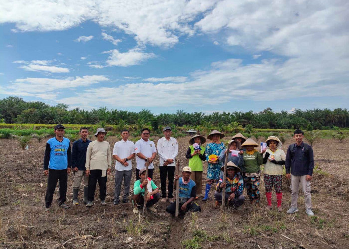 Program Tanam Jagung Sadesahe di Desa Sumber Makmur Kembali Berlanjut