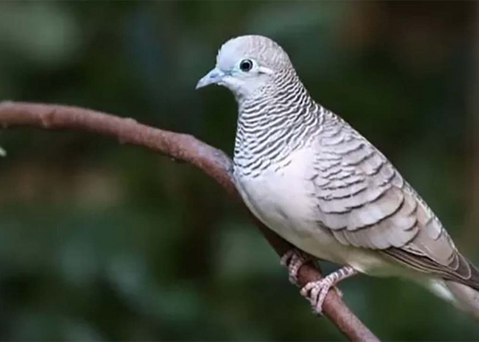 Kiai Jaka Mangu dan Nyai Martengsari: Legenda di Balik Asal-Usul Burung Perkutut yang Memikat Hati