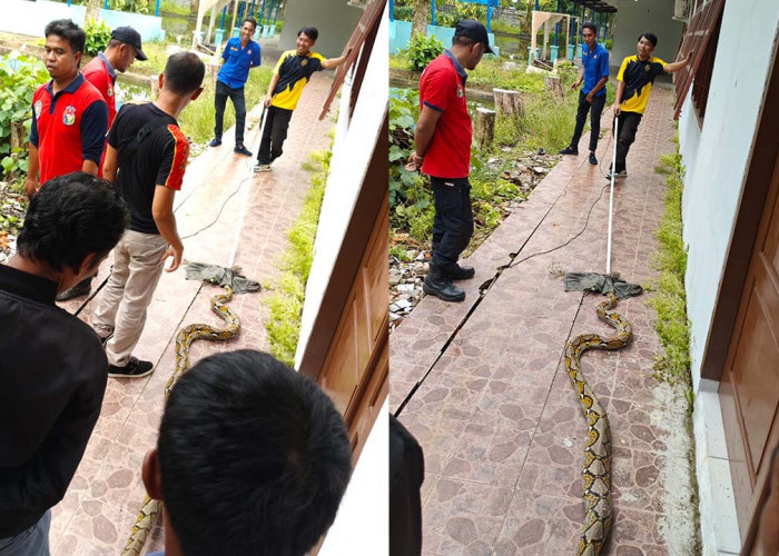 Tangkap Ular Tidak Didukung Peralatan Memadai, Tim Damkar Dalam Bahaya besar