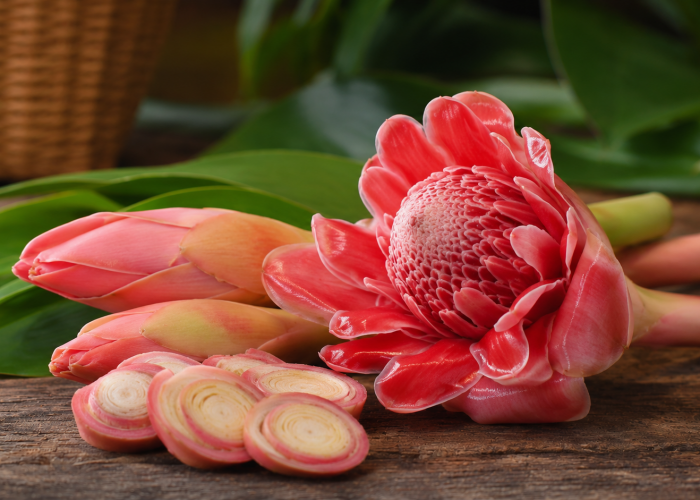 Manfaat Kecombrang bagi Kesehatan: Bunga Unik dengan Aroma Khas Nusantara