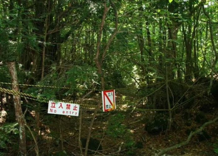 Legenda Rakyat, Tradisi Orang Jepang Membuang Orang Tua Ke Aokigahara Hutan Yang Paling Angker di Dunia