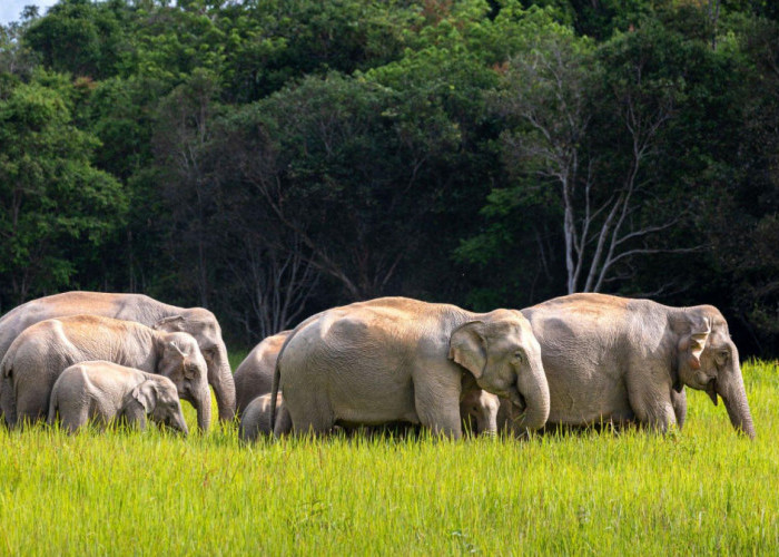 Gak Cuma Besar, Inilah 3 Fakta Unik Hewan Gajah yang Diklaim Dapat Membantu Selamatkan Dunia