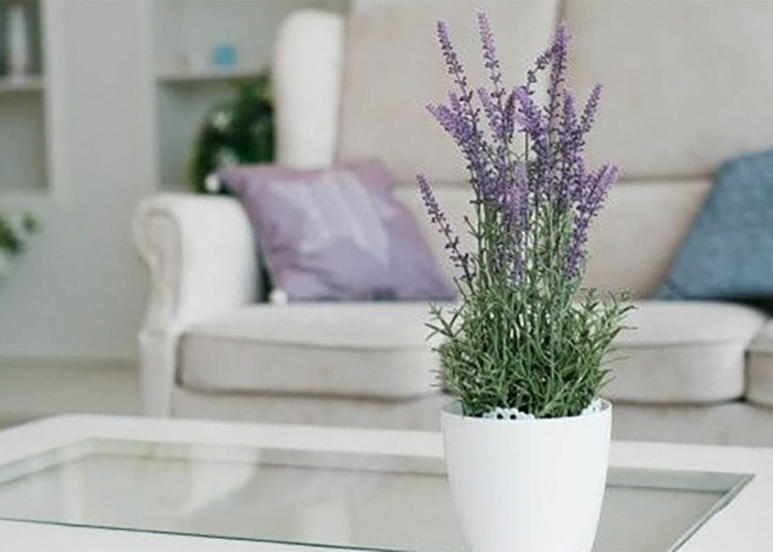 7 Bunga Hias Ruangan Tamu Yang Cantik dan Memiliki Manfaat Bagi Pemiliknya